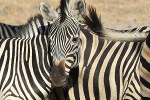 Zebre nel Parco Kruger, Sud africa