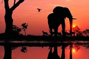 Elefante al tramonto nel Parco Kruger, Sud africa 2012