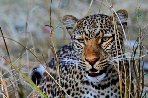 Leopardo africano (Panthera pardus pardus), Parco nazionale Kruger, Sud africa 2012