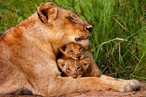 Mamma leonessa vigila sui cuccioli anche durante la siesta, Parco nazionale Kruger, Sud africa 2012