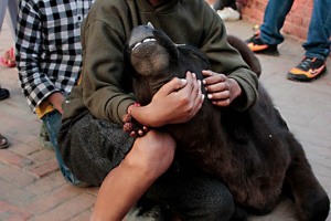 Nella piazza di Durbar Square a Patan un bambino di strada accarezza amorevolmente un vitellino (forse scappato da qualche stalla o sottratto...chissà) tra gli sguardi incuriositi degli altri bambini e dei passanti, Nepal 2018