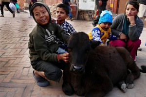 Un bambino di strada, nel bel mezzo della centralissima Durbar Square di Kathmandu, carezza amorevolmente questo vitello (forse smarrito come lui...?): anche altri bambini, curiosi ed attratti dalla tranquillità dell'animale, si avvicinano e carezzano il vitellino, Nepal 2018.