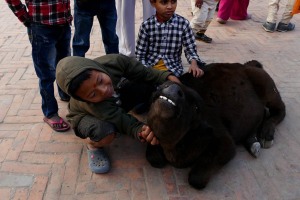 Nella piazza di Durbar Square a Patan un bambino di strada accarezza amorevolmente un vitellino (forse scappato da qualche stalla o sottratto...chissà) tra gli sguardi incuriositi degli altri bambini e dei passanti, Nepal 2018.