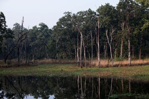 "Chitwan" significa Cuore della Giungla: il Chitwan National Park è una riserva dichiarata Patrimonio dell'Umanità Unesco ed è una zona protetta che copre oltre 932 kmq. di foreste, paludi e praterie abitate da una numerosa popolazione di animali allo stato selvatico. E' considerato uno dei migliori parchi nazionali dell'intera Asia per osservare la Natura. E' una delle rare riserve naturali al mondo dove è concesso esplorare a piedi il suo territorio accompagnati da due guide locali esperte e non armate, se non di un semplice bastone. Nepal 2018.