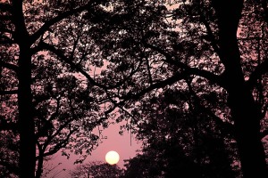 Il tramonto nella foresta del Chitwan National Park: oltre agli alberi di Sal (che coprono circa il 70% dell'intera superficie), vi sono ampie zone di "Phanta" (prateria, soprattutto lungo le sponde dei fiumi Rapti e Narayani), oltre all'erba degli elefanti (cresce sino ad oltre 8 metri di altezza e diviene un rifugio perfetto per rinoceronti, tigri e, naturalmente, cibo abbondante per gli elefanti. Si trovano, sempre nella foresta, gli alberi di Shisham (una pregiata qualità di legname), fichi strangolatori e l'albero del curry dal profumo intenso. Nepal 2018.