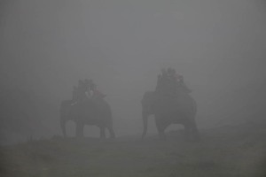 All'alba, in una fitta nebbia causata dalla vicinanza del fiume Rapti e dalla Foresta, gli elefanti addomesticati dai "Mahout" (i loro istruttori, spesso li dominano con metodi tradizionali troppo cruenti), si avviano con il loro carico di turisti per un safari: gli elefanti vengono ancora catturati in India ed introdotti illegalmente in Nepal per trovare uno sbocco alla domanda sempre crescente del settore turistico. I turisti, soprattutto quelli occidentali, dovrebbero boicottare il bieco sfruttamento a cui sono sottoposte queste nobili creature e, invece di montare sul dorso dei pachidermi all'interno di un "howdah" ondeggiante (una portantina che molto spesso pratica ferite a questi giganti, oltre a danneggiare con effetti duraturi la colonna vertebrale per i carichi eccessivi), dovrebbero spingere le guide locali ad organizzare safari a piedi, magari accompagnati da questi colossi buoni. Nepal 2018.