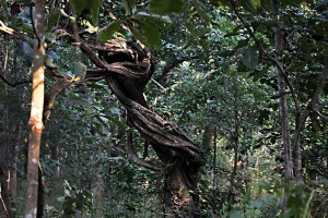 Nel fitto della vegetazione della foresta, nel Chitwan National Park, si incontrano questi spettacoli di Madre Natura: gli alberi di Sal spesso incrociano i propri rami da un tronco all'altro, come se si unissero in un abbraccio eterno.