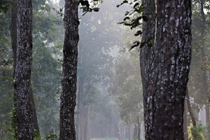 Un sentiero si snoda nel fitto della foresta del Chitwan National Park, Nepal 2018.