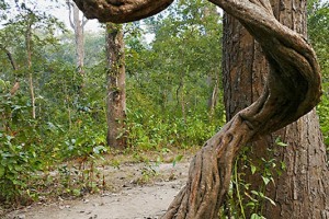 Una delle bizzarre creazioni di Madre Natura nella foresta del Chitwan National Park: spesso gli alberi di Sal, una latifoglia dal pregiato legno molto duro, si uniscono tra loro attraverso i rami che si uniscono, si avvinghiano, si incrociano in un abbraccio eterno. Nepal 2018.