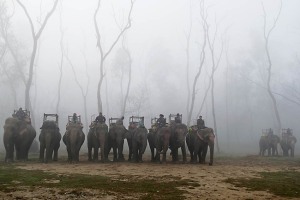 All'alba, tra la fitta nebbia, gli elefanti vengono schierati uno accanto all'altro dai rispettivi mahut (conduttori, addestratori e custodi): sono in attesa che arrivino i turisti per lo svolgimento dei safari nella foresta. I turisti dovrebbero riflettere prima di aderire a queste proposte: la maggior parte di questi animali viene sfruttata al limite della crudeltà. Almeno tre esemplari su quattro sono costretti a vivere in condizioni inaccettabili: incatenati notte e giorno, spesso senza cibo e cure adeguate, i cuccioli sono frequentemente separati dalle madri e sono oggetto di un crudele addestramento iniziale per renderli docili e sottomessi. Chitwan National Park, Nepal 2018.