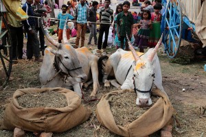 Nel grande accampamento sorto ai piedi della collina Yallammagudda (sulla cui sommità sorge il Tempio Yallamma Devi dedicato alla Dea Yallamma) che ospita oltre centomila pellegrini, giunti sin qui per partecipare al Renuka Yallamma Jatra, i festeggiamenti in onore della Divinità, anche gli zebù hanno il loro spazio vitale e sono coccolati dai padroni e dai bambini che, a debita distanza li osservano ammirandone le movenze. Tracce delle decorazioni sono presenti sulle corna degli animali ed in parte sul corpo. Dintorni del villaggio di Saundatti, regione del Karnataka, India 2015.