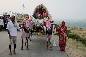 Uno delle migliaia di carri trainati dai buoi (bardati a festa e con il corpo e le corna colorate) che stanno per entrare nel grande accampamento sorto per accogliere oltre centomila pellegrini provenienti da diverse regioni del Sud dell'India in occasione del Renuka Yallamma Jatra, la festa in onore della Dea Yallamma, (Dea della fertilità, denominata anche "Jagadamba", la Madre dell'universo, protettrice dei più umili, dei poveri, dei contadini, dei tribali, degli eunuchi, dei transessuali e delle Devadasi). Dintorni del villaggio di Saundatti, regione del Karnataka, India 2015.