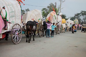 L'interminabile fila di carri trainati dai buoi (provenienti dal Maharashtra, dall'Andhra Pradesh, dal Karnataka) con cui giungono al villaggio di Saundatti i pellegrini devoti alla Dea Yallamma per festeggiarla durante il Renuka Yallamma Jatra: appartengono alle classi più povere della società indiana (contadini, Devadasi, eunuchi, transessuali), non vi è traccia di rappresentanti delle caste privilegiate Hindu. India 2015.