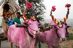 i carri trainati dai buoi ( i cui corpi sono colorati di rosa tendente al violetto mentre le corna nel colore arancione e sono decorate con pennacchi vivaci, oltre a riportare le immagini del Dio Shiva sulla fronte) sono uno dei mezzi più utilizzati dai pellegrini per effettuare il lungo viaggio sino all'accampamento allestito in prossimità del villaggio di Saundatti, in occasione dei festeggiamenti in onore della Dea Yallamma. I carri trasportano, oltre alle famiglie dei pellegrini, anche tutte le provviste ed il necessario per il loro soggiorno, a volte per alcune settimane, altre per qualche mese.Regione del Karnataka, India 2015.