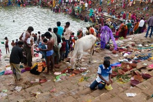 Nella grande piscina alimentata dal Saundatti Lake gremita di pellegrini vi è anche una mucca che si aggira tranquillamente tra le gradinate in cerca di cibo. Tra i vari animali considerati sacri per l'hinduismo, la posizione di massimo rilievo spetta alla mucca sacra: essa simboleggia la generosità della terra, la fertilità e l'abbondanza. E' venerata come "Gau mata" o "madre mucca", è adorata, decorata durante le feste, portata in processione. La maggior parte degli stati membri dell'India vieta la macellazione delle mucche, anche se la carne bovina risulterebbe più conveniente di quella del pollo o del pesce e sarebbe più facilmente utilizzabile dalle comunità più povere come quelle musulmane, tribali e Dalit (gli intoccabili). In realtà in India le mucche sono degli zebù con la caratteristica gobba posta sul dorso appena dietro al collo, le lunghe corna, le grandi orecchie. E' molto diffusa la credenza che tutto ciò che proviene dalla mucca sia sacro, compresi l'urina e lo sterco. Nelle zone rurali una mistura di sterco ed acqua è passata sui pavimenti come insetticida e disinfettante, viene inoltre raccolto in piccoli pani circolari che vengono essiccati ed utilizzati come combustibile; all'urina vengono attribuite virtù mediche e viene data da bere addirittura alle puerpere. Alcuni rituali di purificazione prevedono di bagnarsi il corpo con l'urina di mucca e, secondo il rituale hindu il modo più efficace di purificazione è l'assunzione del "Panchagavya" (le cinque mucche) che contiene i cinque prodotti puri che questo animale fornisce agli umani: latte, burro chiarificato (ghi), cagliata (una sorta di yogurt), sterco ed urina. Dintorni del villaggio di Saundatti, Regione del Karnataka, India 2015.