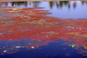 Le acque del Saundatti Lake presentano una colorazione rossastra per la presenza di alghe "Glenodinium sanguineum", la cui crescita e diffusione viene influenzata dalla temperatura, dalla bassa piovosità estiva e dall'intensità delle radiazioni solari. Dintorni del villaggio di Saundatti, Regione del Karnataka, India 2015.