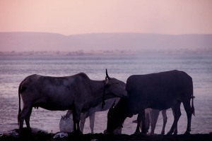 Nella luce del tramonto inoltrato, le figure di queste mucche sacre (in lingua Hindi questo animale è chiamato "Gaumata", cioè la mamma che nutre, essendo considerata come la madre universale che dona a tutti il proprio latte), si stagliano di fronte alle placide acque del Saundatti Lake. In India esistono dei ricoveri ("Gaushala") in cui vengono protette le vacche più bisognose, ormai vecchie o malate. In realtà non si tratta di vere e proprie mucche come quelle da noi conosciute, bensì di zebù per la caratteristica gobba sul dorso e per le grandi corna. Nella mitilogia Hindu l'animale è raffigurato al fianco di diverse Divinità (come Shiva che cavalca il suo toro Nandi, oppure Krishna, il Dio pastore). Negli antichi testi la mucca viene definita mucca divina ("Kamdhenu") che soddisfa tutti i desideri. Le sue corna simboleggiano gli Dei, le sue quattro zampe si identificano nelle antiche scritture Hindu o nei Veda, le sue mammelle sono associate ai quattro obiettivi della vita (la ricchezza materiale, il desiderio, la giustizia e la salvezza). Gli Hindu però non considerano la mucca una Divinità e non l'adorano: riconoscono in questo animale un simbolo sacro della vita che, come tale, va protetto e riverito. La devozione nei confronti di questo animale è profondamente radicata nella società indiana anche sulla base della credenza che tutto ciò che proviene da esso sia sacro, compresi l'urina e lo sterco. Nelle zone rurali viene utilizzata una mistura di sterco ed acqua come insetticida e disinfettante naturale per i pavimenti, oppure lo sterco è impastato in piccoli pani circolari che, una volta essiccato, viene usato come combustibile. All'urina vengono attribuite virtù mediche e viene fatta bere alle puerpere. Alcuni rituali di purificazione prevedono di bagnarsi con l'urina di mucca mentre, secondo la tradizione millenaria Hindu, il rituale più efficace per purificarsi consiste nell'assunzione del "Panchagavya" (le cinque mucche): latte, burro chiarificato ("ghi"), cagliata (una sorta di yogurt), sterco ed urina. Dintorni del villaggio di Saundatti, Regione del Karnataka, India 2015.