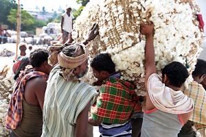 Appare considerevole lo sforzo di questi operai della Sha Shivalal Jawaharlal Jain mentre trasportano questa enorme balla di cotone da caricare sul camion che la consegnerà presso l'azienda di trasformazione. Dintorni del villaggio di Saundatti, Regione del Karnataka, India 2015.
