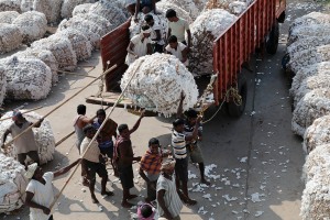 Il camion è circondato dalle lunghe file di balle ordinatamente allineate una accanto all'altra mentre gli operai issano l'ennesimo carico sul cassone. Dintorni del villaggio di Saundatti, Regione del Karnataka, India 2015.
