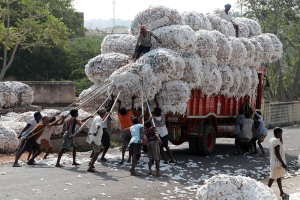 Ben 16 operai sono impegnati nelle varie fasi del carico delle balle di cotone sul camion che, da lì a breve, partirà alla volta delle aziende di trasformazione: c'è chi solleva la balla, chi la trattiene con le pertiche di bambù, chi ancora è in cima ed attende il suo turno per issarla su con i ganci e le corde, infine chi assicura il carico alle strutture del mezzo. Dintorni del villaggio di Saundatti, Regione del Karnataka, India 2015.