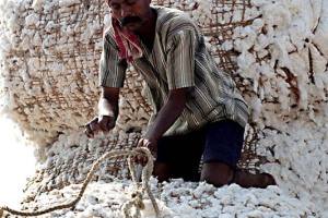 In cima al cumulo delle balle di cotone già caricate sul camion, questo operaio (di nome Balram) aggancia con una corda (alla cui estremità è stato ancorato un gancio in acciaio) l'ultima balla issata per agganciarla saldamente alle altre. Dintorni del villaggio di Saundatti, Rgione del Kanataka, India 2015.