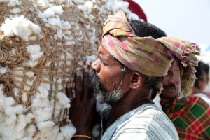 La fatica e gli sforzi impiegati dagli operai della Sha Shivalal Jawaharlal Jain nel trasporto delle pesantissime balle di cotone, dintorni del villaggio di Saudatti, Reguione del Karnataka, India 2015.