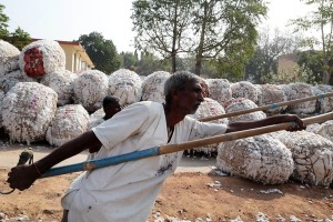 Circondati da centinaia di balle di cotone disseminate tutt'intorno, questi operai indiani sorreggono (non senza sforzo) con le loro pertiche in bambù la balla che sta per essere issata sul camion. Dintorni del villaggio di Saudatti, Regione del Karnataka, India 2015.