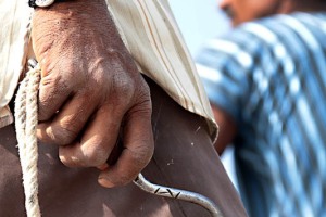 Primo piano del gancio in acciaio utilizzato per girare le balle di cotone ed issarle sui camion. Dintorni del villaggio di Saundatti, Regione del Karnataka, India 2015.