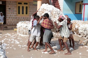 Per il sollevamento della balla di cotone da caricare sul camion, occorre la forza di ben otto uomini. Dintorni del villaggio di Saundatti, Regione del Karnataka, India 2015.