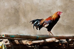 Nel villaggio di Kakkabe, sopra la tettoia di una capanna, un gallo controlla il suo territorio con solerzia. Regione del Karnataka, India 2015.