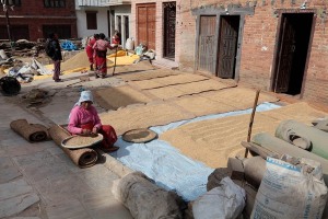 Nella piazza principale del Villaggio di Kirtipur (incorniciata dalle ex residenze della famiglia reale) le donne Newari stendono su teli al sole il frumento, il miglio e le leguminose perchè asciughino bene, Nepal 2018.