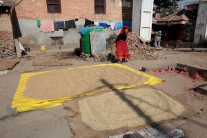 Un'anziana donna Newari, vestita nei costumi tradizionali della sua etnia, osserva il miglio ed il frumento disteso sui teli ad asciugare al sole, villaggio di Khokanà, Nepal 2018.