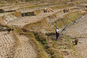 Nelle campagne che circondano il villaggio di Khokanà le donne lavorano la terra: zappano, seminano, raccolgono, badano al bestiame, tagliano il foraggio, annaffiano le piante raccogliendo l'acqua anche da fonti molto distanti e trasportandola a piedi: qui una donna Newari sta zappando e si è presa un momento di riposo. Nepal 2018.