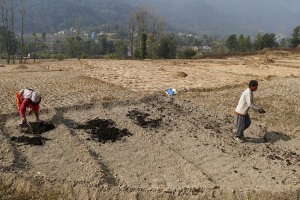 Dopo che la moglie ha zappato questa porzione di terreno, il marito la aiuta a spargere il letame che fertilizzerà la terra, entrambi appartengono all'etnia Newari ed alla casta dei "Vaisya", dintorni del villaggio di Khokanà, Nepal 2018.