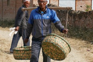 La pratica di portare due cesti inseriti tramite delle corde in un bastone o in una canna di bambù che equilibra il peso sulle spalle, è molto diffusa tra gli uomini nepalesi: qui un uomo Newari ha i cesti ancora vuoti e, presumibilmente, li andrà a caricare a breve. dintorni del villaggio di Khokanà, Nepal 2018.