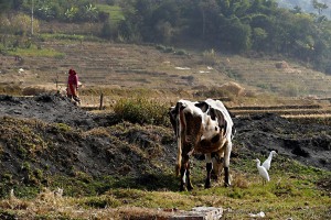 Una mucca pascola allo stato brado nella campagna intorno al villaggio di Khokanà: gli aironi guardabuoi si aggirano intorno all'animale poichè si nutrono degli insetti che il grande mammifero fa volar via muovendosi sul terreno. Una donna Newari, sullo sfondo, rientra a casa dopo il lavoro svolto nei campi. Nepal 2018.