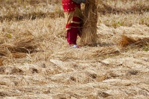 L'erba tagliata a mano con la falce e lasciata seccare al sole, viene raccolta in fascine che verranno destinate al foraggio per gli animali: qui una donna Newari appartenente alla casta "Vaisya" (agricoltori) lega le fascine, dintorni del villaggio di Khokanà, Nepal 2018.