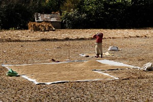 I semi di mais e di colza vengono sparsi su alcuni teli posti sul terreno per essere asciugati al sole: la donna Newari si sistema il foulard sulla testa come se fosse una bandana, ben aderente sui capelli e stretto dietro la nuca, villaggio di Khokanà, Nepal 2018.