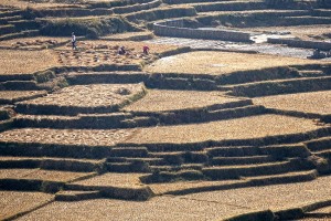 I contadini Newari lavorano nei campi terrazzati che hanno creato, dopo un duro lavoro, nelle colline circostanti i villaggi, dintorni del villaggio di Bungamati, Nepal 2018.
