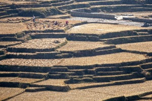 I contadini Newari lavorano nei campi terrazzati che hanno creato, dopo un duro lavoro, nelle colline circostanti i villaggi, dintorni del villaggio di Bungamati, Nepal 2018.