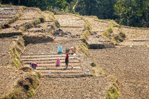 L'agricoltura, in un Paese tra i più poveri al mondo, è il cardine dell'economia del Nepal e corrisponde ad un terzo del Pil della Nazione, offrendo lavoro a due terzi della popolazione. Certamente la migrazione di molti uomini verso Paesi esteri alla ricerca di un lavoro migliore ha creato un vuoto difficilmente colmabile nella gestione familiare di queste microimprese. Ciònonostante l'agricoltura resta prevalentemente di sussistenza ed il terrazzamento nelle zone collinari è stato realizzato e si è sviluppato nel corso dei secoli. Essa viene praticata in modo più intensivo principalmente nelle poche aree pianeggianti, in particolare nella Regione del Terai (la zona meridionale confinante con l'India), considerato il "granaio" del Nepal. Il Paese deve comunque fare i conti con un clima particolarmente ostile: il caldo e la siccità dei mesi estivi vengono seguiti dall'arrivo del monsone con vaste inondazioni e dannosissime grandinate. Di solito le valli risultano essere molto fertili, grazie all'abbondanza di acqua e per l'origine lacustre di molte di esse. Un classico esempio è la Valle di Kathmandu, anticamente un lago, dove la fertilità del suolo consente buoni raccolti di varie colture (alcune, come ad esempio il riso, riescono a maturare addirittura tre volte l'anno). Nel caso della Valle di Kathmandu, il problema è creato dalla forte sovrappopolazione, in quanto i prodotti  derivanti dalla produzione agricola non riesce a sfamare un numero così elevato di individui. Dintorni del villaggio Newari di Bungamati, Nepal 2018.