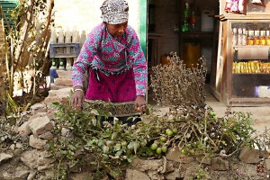 Nel cortile della sua abitazione - bottega questa donna Newari raccoglie i pomodori dalle piantine che crescono sul muretto, villaggio di Khokanà, Nepal 2018.
