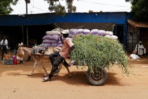 Dosso, carretto trainato da un mulo passa tra le botteghe del mercato, Niger 2019