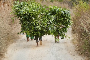 Le figure di queste tre donne Sherpa sono quasi completamente coperte dai rami e dalle foglie che hanno raccolto nella piccola valle sottostante al villaggio come foraggio per gli animali: solamente le gambe ed i piedi spuntano da questo groviglio verde. Villaggio di Khokanà; Nepal 2018.