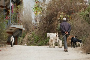 Un pastore Sherpa segue le sue capre rientrando nel villaggio di Ghat, nella Regione del Khumbu (nota anche come Regione dell'Everest): gli Sherpa giunsero dal Tibet 500 anni fa, portando con sé il bagaglio culturale e religioso del buddhismo tibetano e costruirono i magnifici Gompa (cioè i Monasteri) che troneggiano sugli impervi fianchi delle montagne. Le loro origini li contraddistinguono come pastori nomadi ma, con il tempo, allargarono le loro competenze lavorative anche alla produzione delle patate, prodotte nelle vallate della regione del Solu, oltre all'occupazione (ancora più recentemente) come guide di montagna, di portatori e di proprietari di agenzie specializzate in trekking. Nepal 2018.