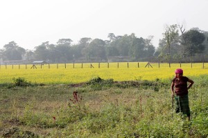 A ridosso del Chitwan National Park, si trovano distese di campi coltivati a senape, riconoscibili per i fiori di un giallo intenso: qui una donna Tharu controlla lo stato delle piantine nel suo campo, Nepal 2018.