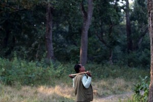 Molti uomini Tharu lavorano come guide naturalistiche all'interno del Chitwan National Park: qui una guida è fermo ad osservare le scimmie che saltano tra i rami degli alberi di Sal, una latifoglia dal pregiato legno (molto duro) che viene utilizzato per costruire imbarcazioni e mobili, pianura alluvionale del fiume Rapti, Nepal 2018.