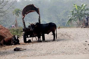 Ai margini del villaggio di Harnari sembra di essere improvvisamente tornati indietro di centinaia di anni: gli animali sono liberi di circolare, esistono ancora carretti trainati dagli animali, i cani si sdraiano tranquillamente a terra dato che non passa alcuna autovettura o camion, un contadino in lontananzachiama a sè i cani che controllano il gregge. Sembra quasi di essere proiettati nel medioevo. Nepal 2018.