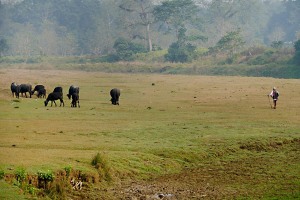 Un pastore appartenente all'etnia Tharu porta al pascolo la sua piccola mandria lungo la pianura subtropicale, Chitwan National Park, Nepal 2018.