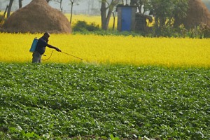 Anche in Nepal gli agricoltori utilizzano i prodotti chimici nocivi per prevenire gli attacchi dei parassiti: qui un contadino Tharu cosparge gli ortaggi con una pompa irroratrice, dintorni del villaggio di Bacchauli, Chitwan National Park, Nepal 2018.